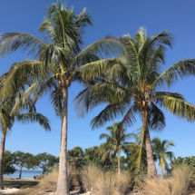 Palm Trees on the Barrier Islands