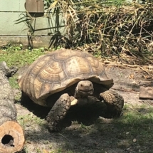 A Tortoise Friend